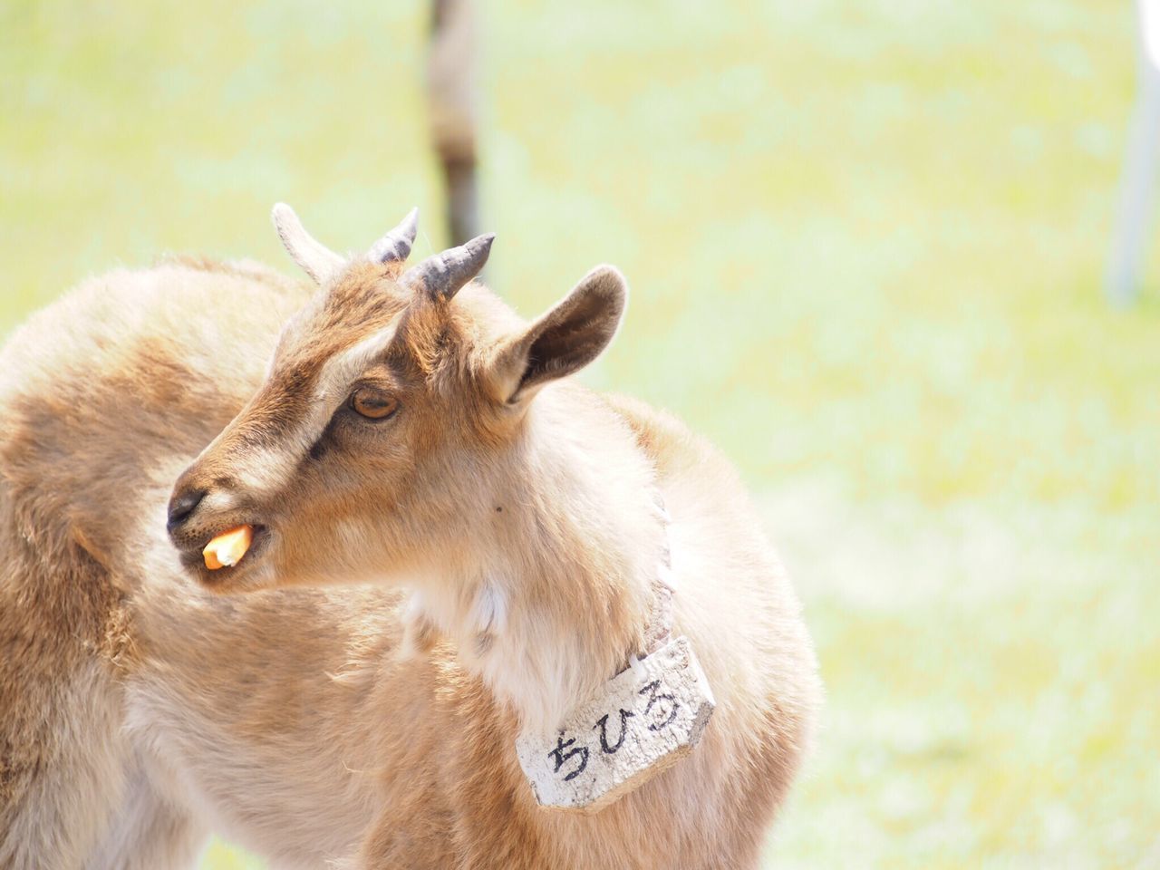 animal themes, one animal, mammal, animals in the wild, wildlife, focus on foreground, close-up, animal head, deer, day, side view, nature, looking away, outdoors, portrait, two animals, brown, domestic animals, no people, zoology