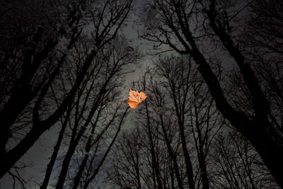 Low angle view of trees against sky at night