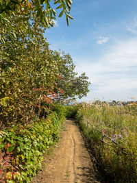 Footpath amidst trees against sky