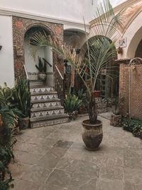 Potted plants on footpath against building