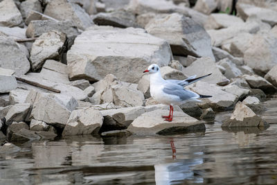 Seagull perching on rock