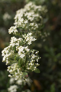 Close-up of flowers blooming outdoors