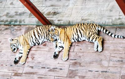 High angle view of cat lying on floor