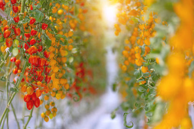 Close-up of red flowering plant hanging on tree
