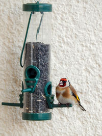 Close-up of bird on wall