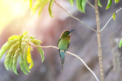 Close-up of bird perching on branch