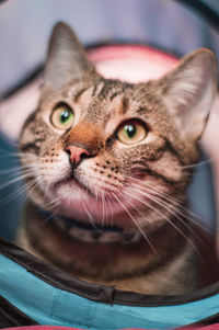 Close-up portrait of a cat