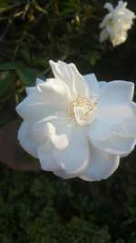 Close-up of white flower
