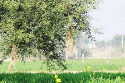 Scenic view of grassy field against trees