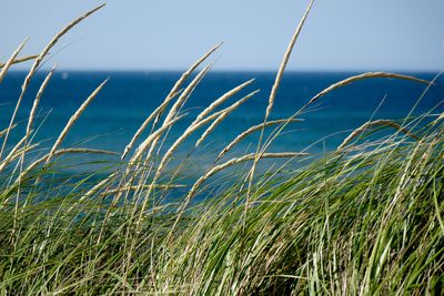 Close-up of grass against sky