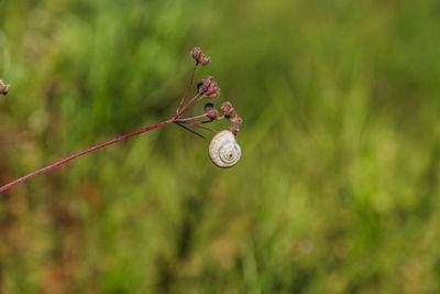 Close-up of plant growing on tree