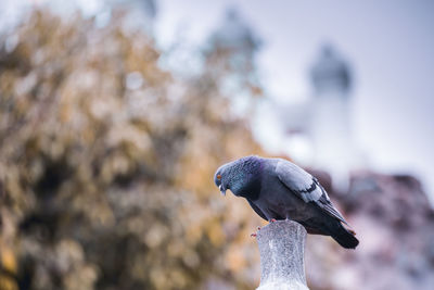 Close-up of pigeon perching on statue