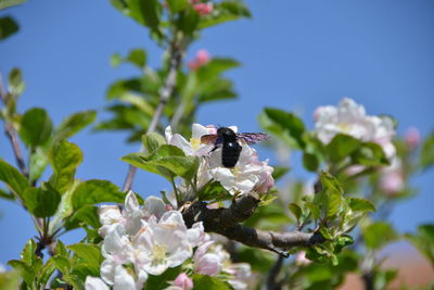 Insect on flower