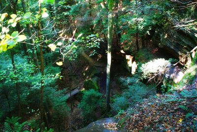 Close-up of fresh plants in forest