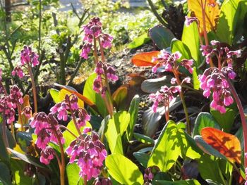 Close-up of multi colored flowers