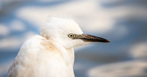 Close-up of seagull