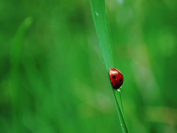 Close-up of ladybug on leaf