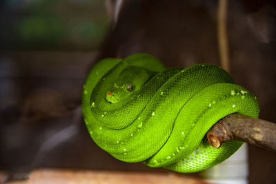 Close-up of green snake