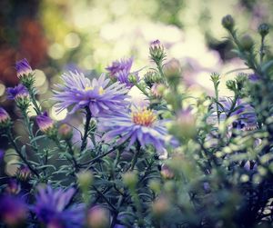 Close-up of purple flowering plant