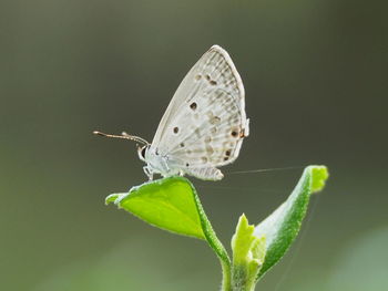 Close-up of butterfly pollinating flower