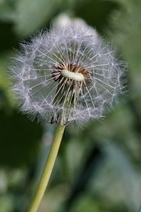 Close-up of dandelion against blurred background