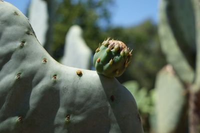 Close-up of succulent plant