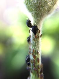 Close-up of plant against blurred background