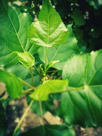 Close-up of fresh green plant