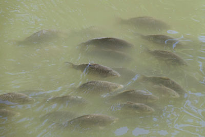 High angle view of fish swimming in sea