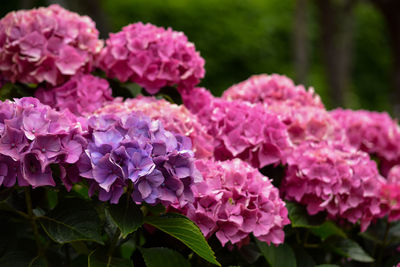 Close-up of pink flowers