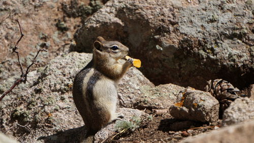 Close-up of squirrel sitting on rock