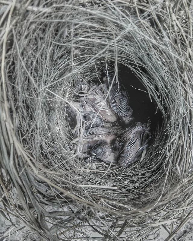 full frame, close-up, backgrounds, high angle view, detail, part of, pattern, no people, outdoors, extreme close-up, day, field, animal body part, nature, one animal, natural pattern, textured, directly above, extreme close up, abstract