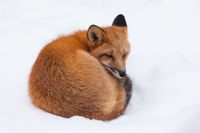 View of a cat on snow