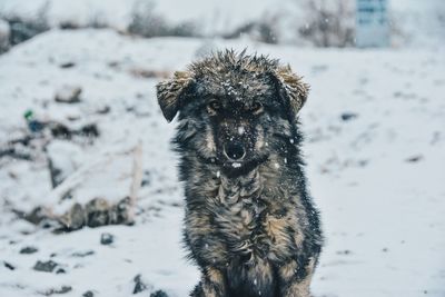 Portrait of dog on snow covered field