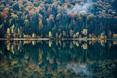 Scenic view of forest during autumn