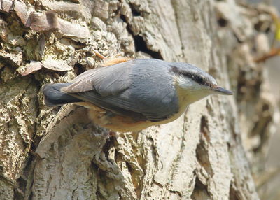 Close-up of bird perching on rock