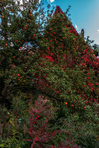 Low angle view of red berries on tree