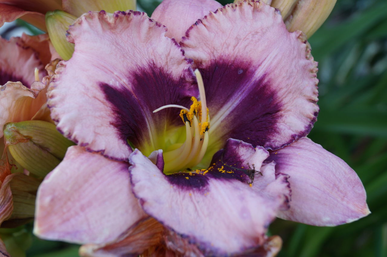 MACRO SHOT OF PINK FLOWERS