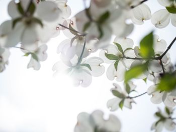 Close-up of white flowers