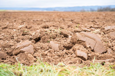 soil