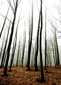Bare trees in forest against sky