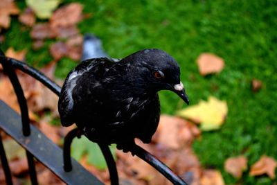 Close-up of bird perching on wall