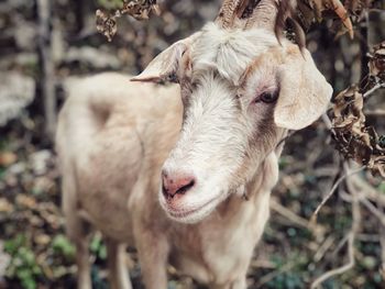 Close-up of a goat