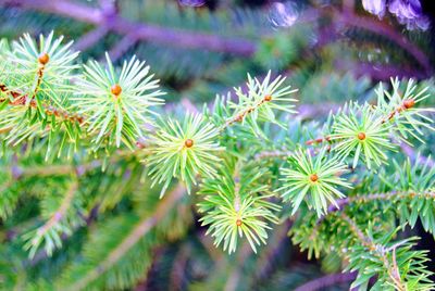 Close-up of purple flowering plant