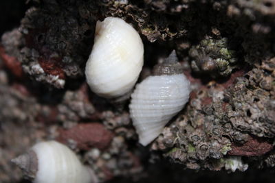 Close-up of shells shells