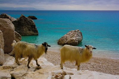 Sheep in a sea