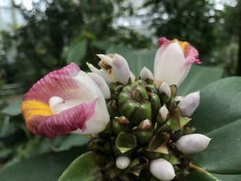 Close-up of pink flowering plant