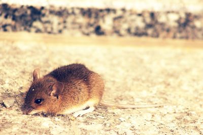 Close-up of a lizard on land