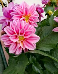 Close-up of pink flowers blooming outdoors