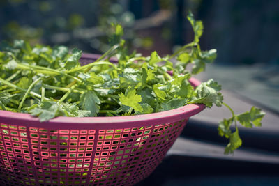 Freshly cut coriander leaves, used as herbs in indian cuisine